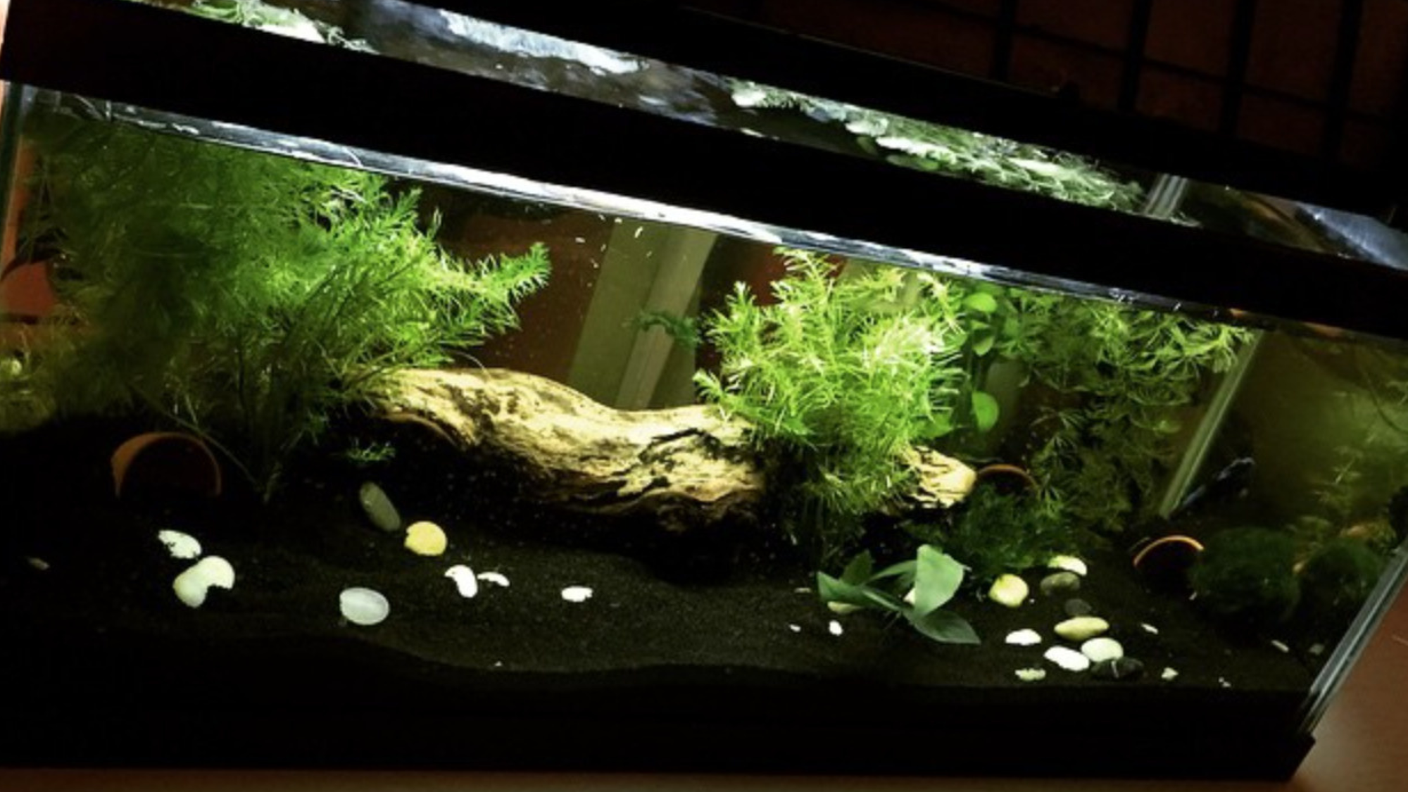 Planted Aquarium for Beginners: My Journey from Bare to Lush