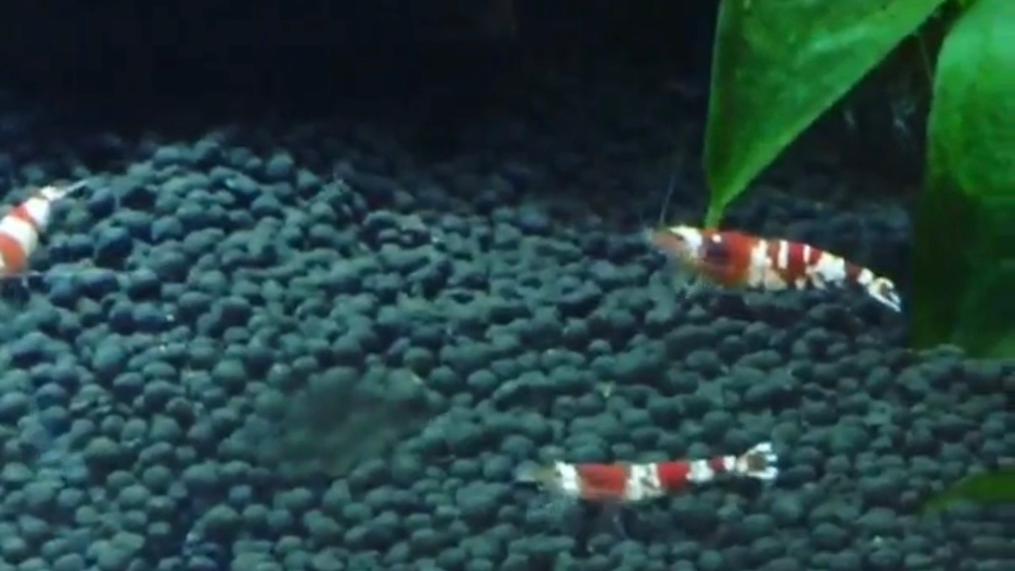 Crystal Red Shrimp Care: What I Learned Breeding CRS